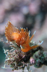 Nudibranch, size: 2cm, 5m depth, Lobster bay divesite by Sheung Yue Alan Wan 